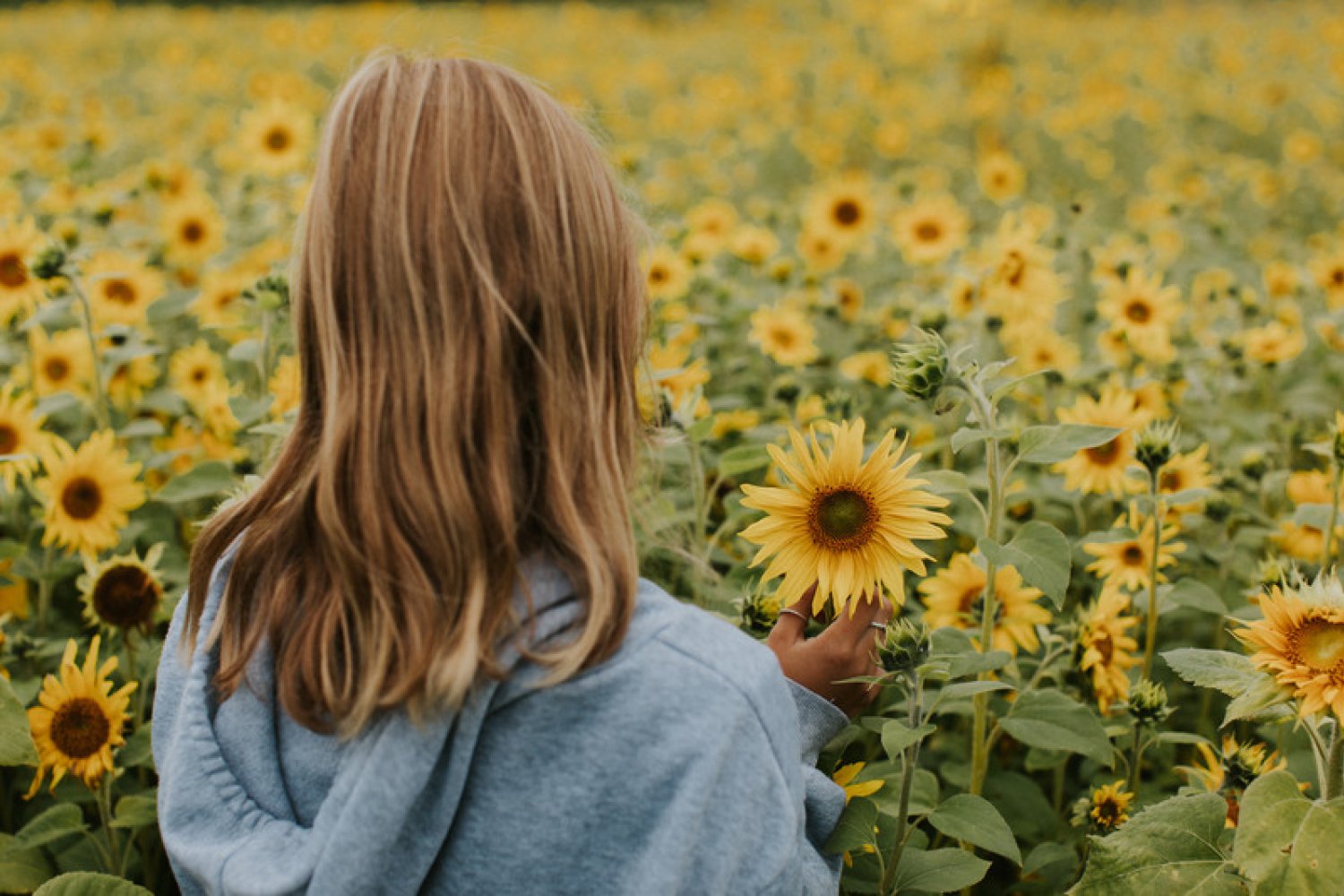 Flicka plockar blommor i ett solrosfält.