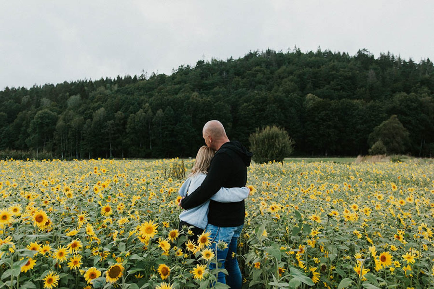 En pappa kramar sin dotter på ett solrosfält.